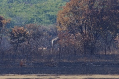 Giraffa camelopardalis giraffa