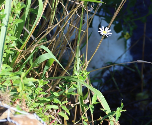 Felicia aethiopica, photograph 6