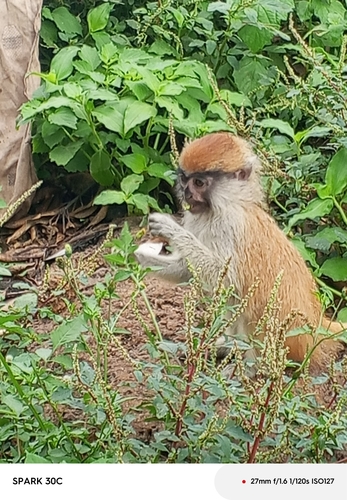 Patas Monkey
