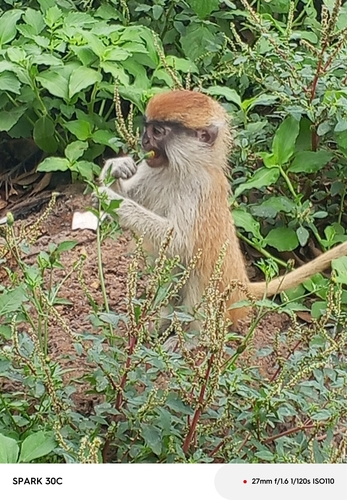 Patas Monkey