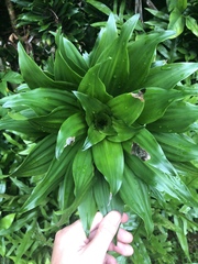 Dracaena fragrans compacta