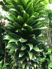 Dracaena fragrans compacta