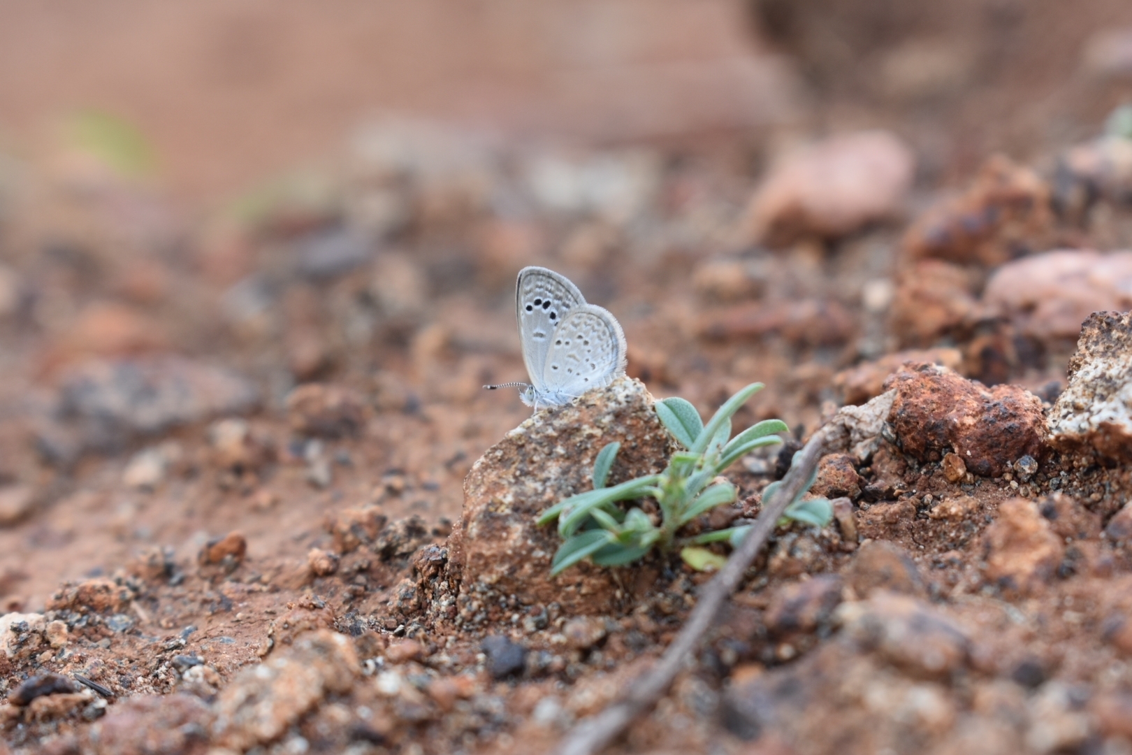 Lesser Grass Blue