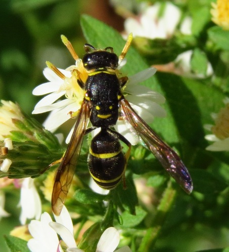 Bramble Mason Wasp photo 4
