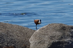 Actophilornis africanus