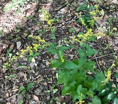 Solidago auriculata