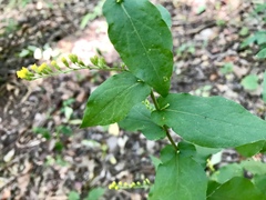 Solidago auriculata