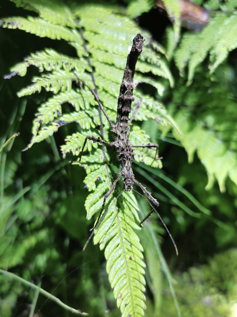 Pericentrus biwenxuani