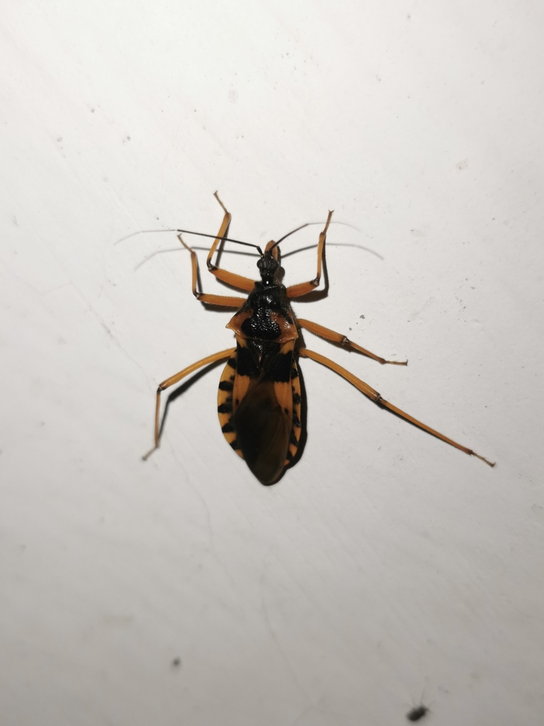 Brachytonus bicolor