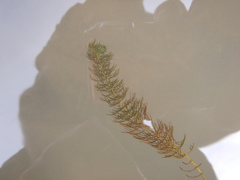 Myriophyllum sibiricum
