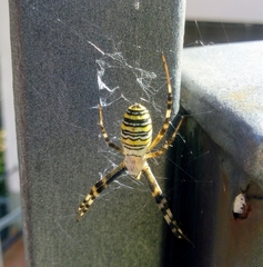 Argiope bruennichi