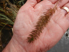 Myriophyllum sibiricum