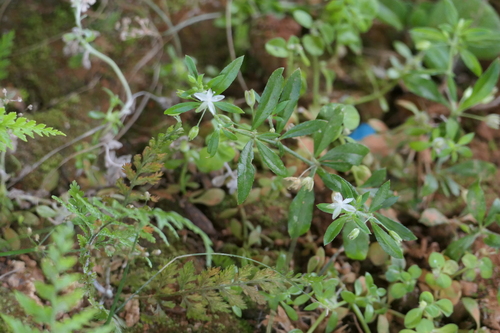 Bitter cumin (Glinus oppositifolius)