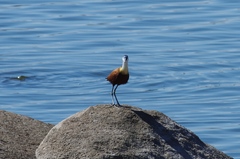 Actophilornis africanus