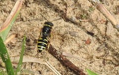 Aphilanthops frigidus