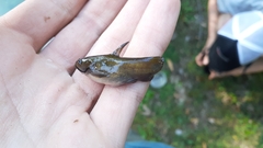 Ameiurus nebulosus