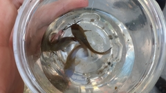 Ameiurus nebulosus