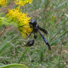 Zethus spinipes spinipes