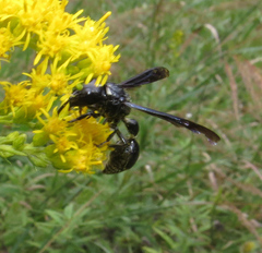 Zethus spinipes spinipes