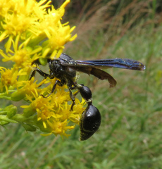 Zethus spinipes spinipes