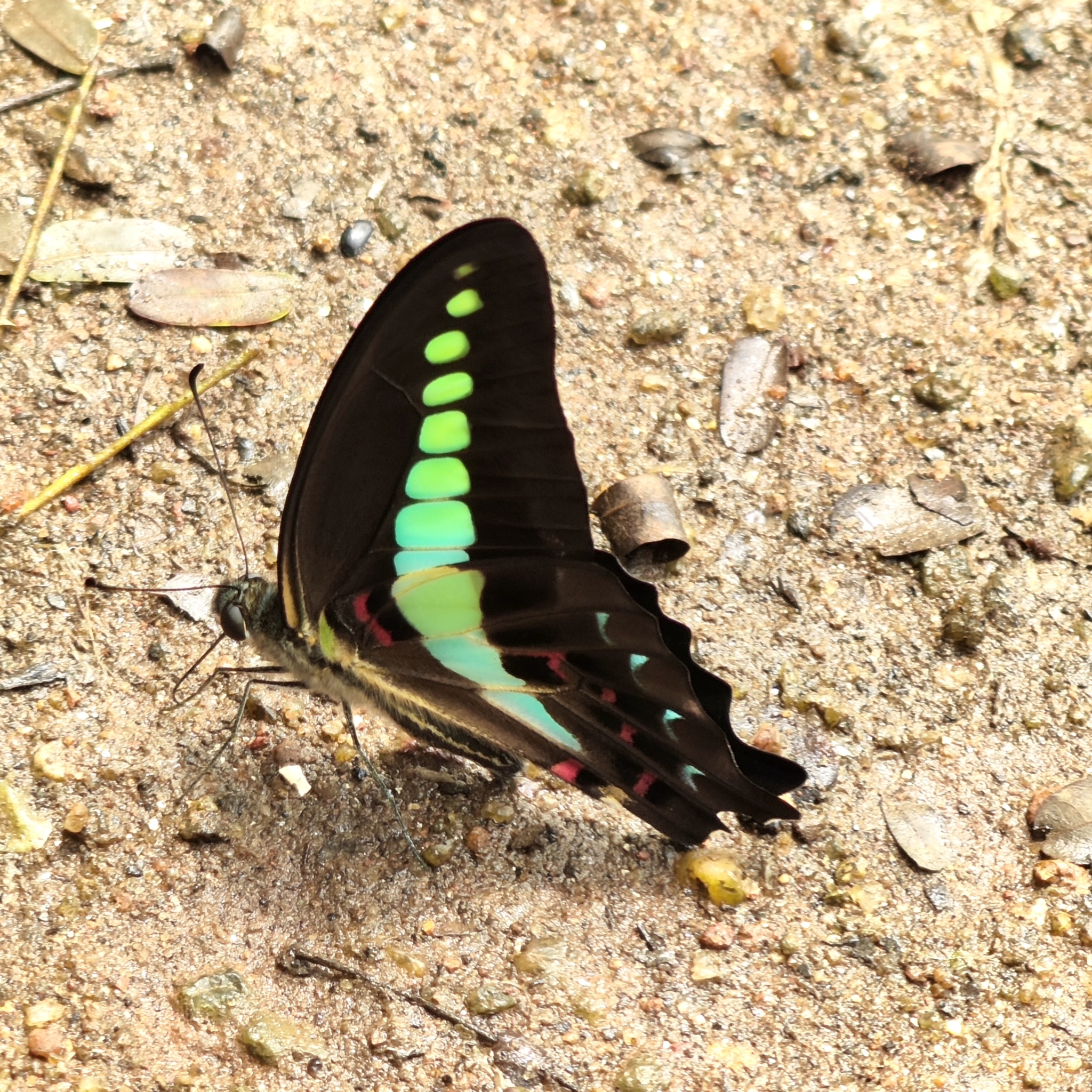 Narrow-Banded Bluebottle