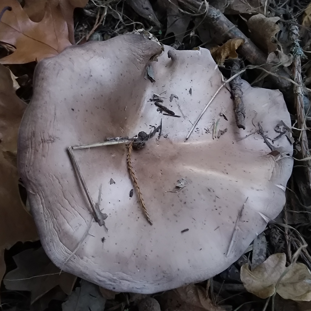 Collybia nuda · May 2025 · photo: © zedt (iNaturalist, cc-by)