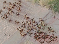 Tropidacris collaris