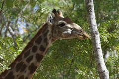 Giraffa camelopardalis giraffa
