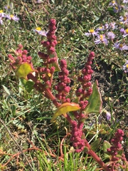 Oxybasis chenopodioides