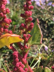 Oxybasis chenopodioides