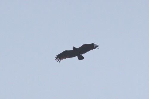Águila moteada (Clanga clanga)