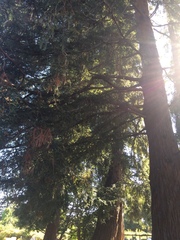 Sequoia sempervirens