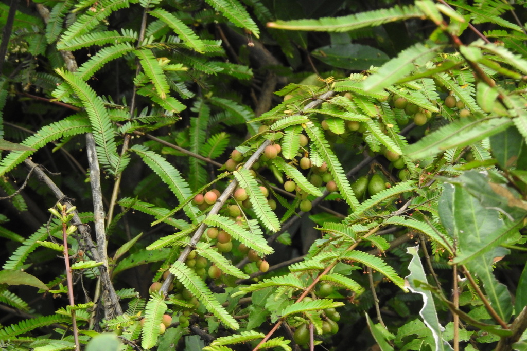 Phyllanthus taxodiifolius (Phyllanthus taxodiifolius)