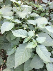Solanum nigrum nigrum