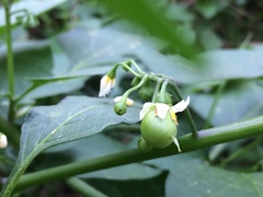 Solanum nigrum nigrum