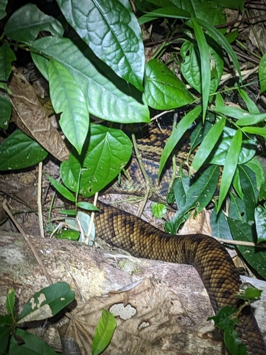 Australian Scrub Python sighting