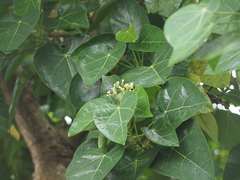 Hernandia nymphaeifolia