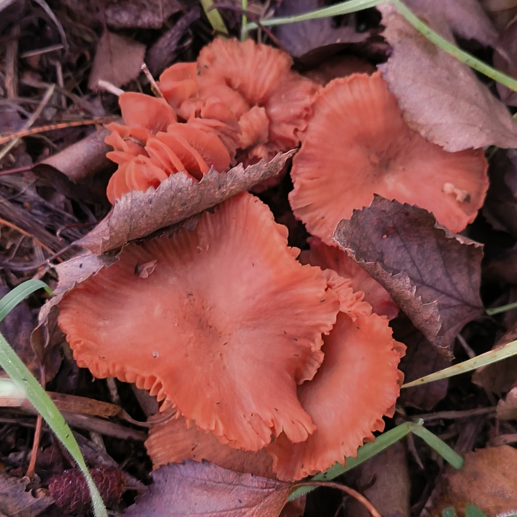 Laccaria · May 2025 · photo: © zedt (iNaturalist, cc-by)