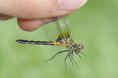Leucorrhinia intacta