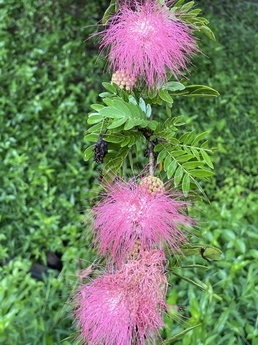 Calliandra surinamensis