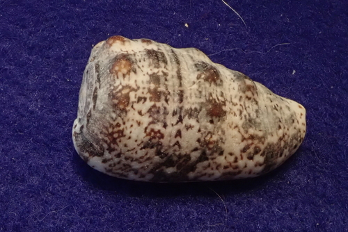 Morum tuberculosum