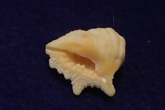 Drupina grossularia