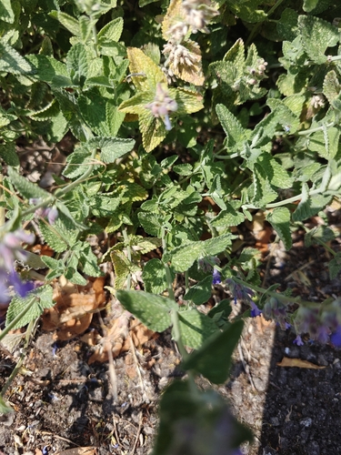 Nepeta racemosa