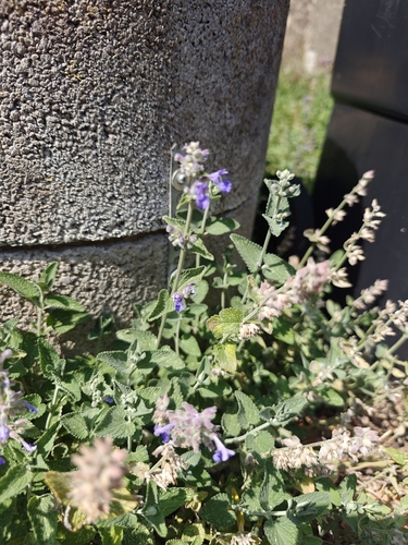 Nepeta racemosa
