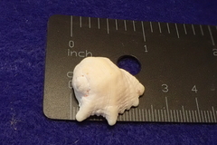 Drupina grossularia