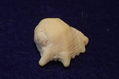 Drupina grossularia