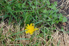 Taraxacum officinale