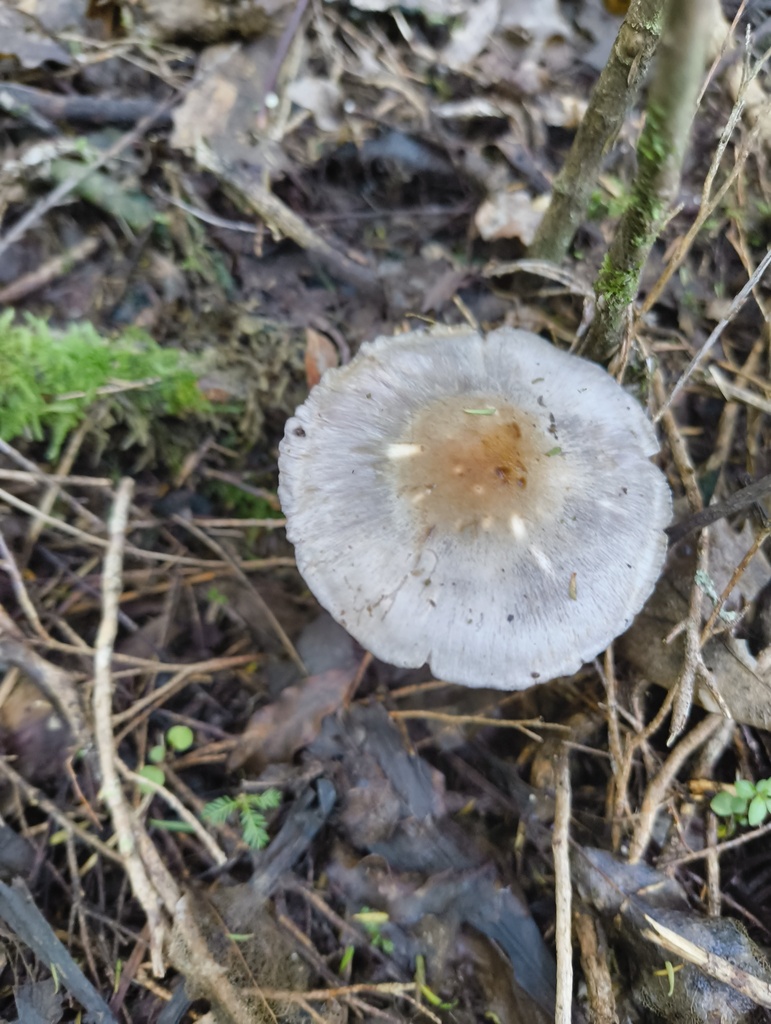 Cortinarius rotundisporus · April 2025 · photo: © zedt (iNaturalist, cc-by)