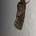 Tineoidea
