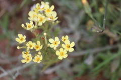 Polycarena gilioides
